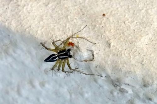 Oxyopes nigripalpis
